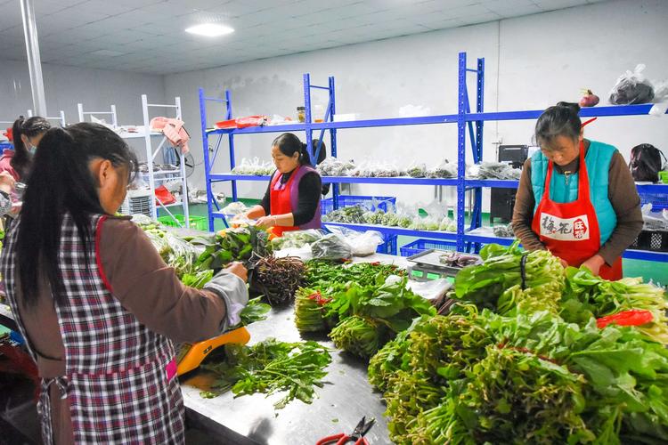 尔岛农业—专注农村优质健康的农产品进城市社区